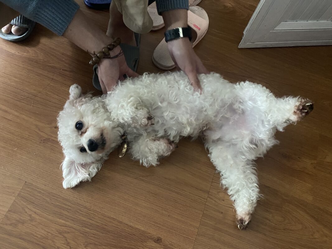 chú chó nằm dễ thương